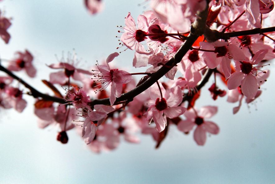 Blommor från ett körsbärsträd.