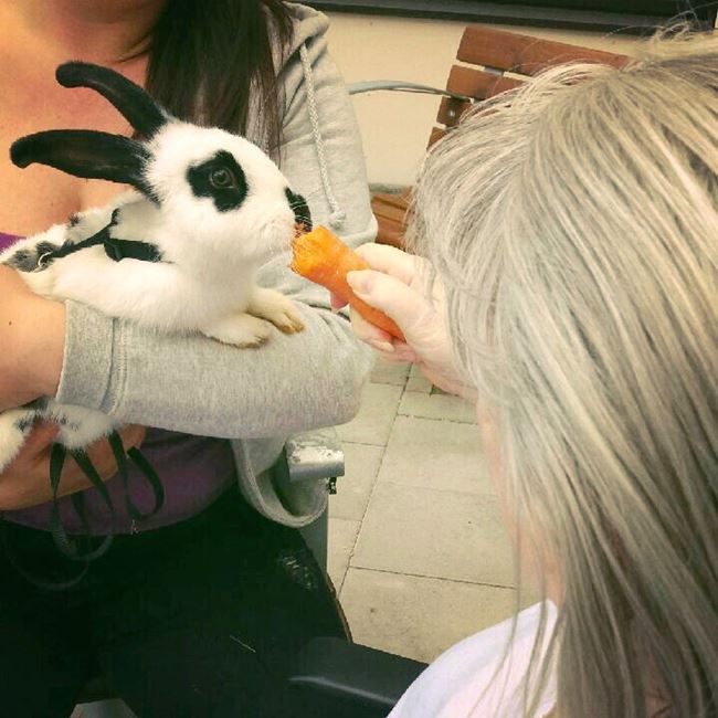 En söt liten kanin blir matad med morot av en äldre person