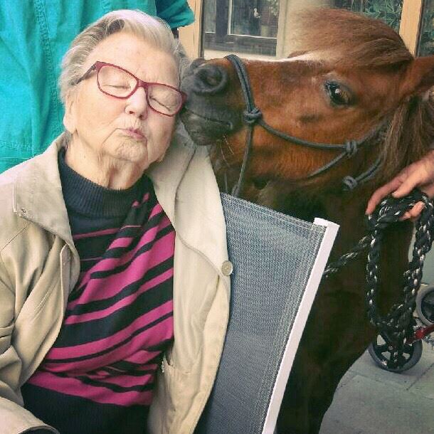 En äldre dam får en härlig "puss" från en liten ponny