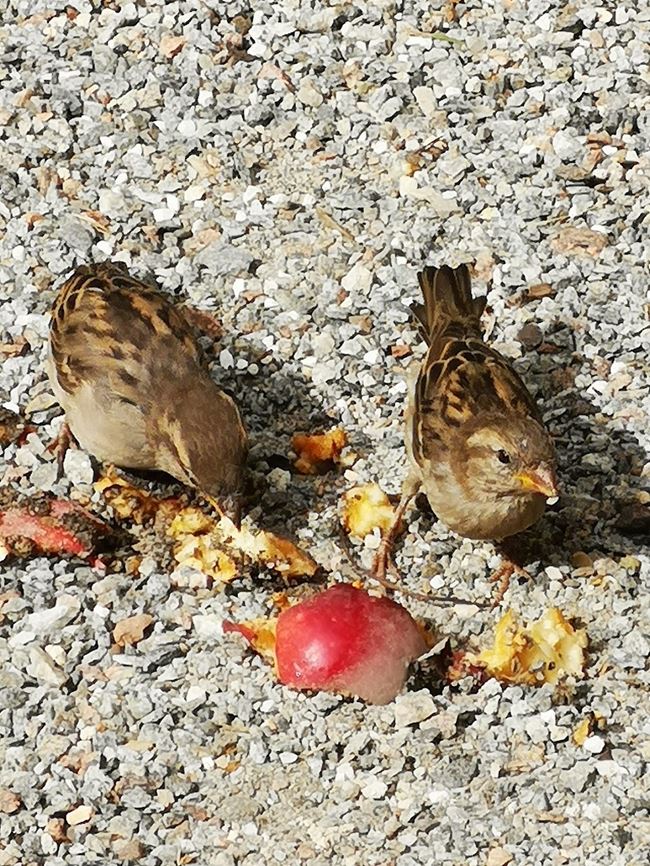 Småfåglaglar som äter ett äpple som ligger på marken