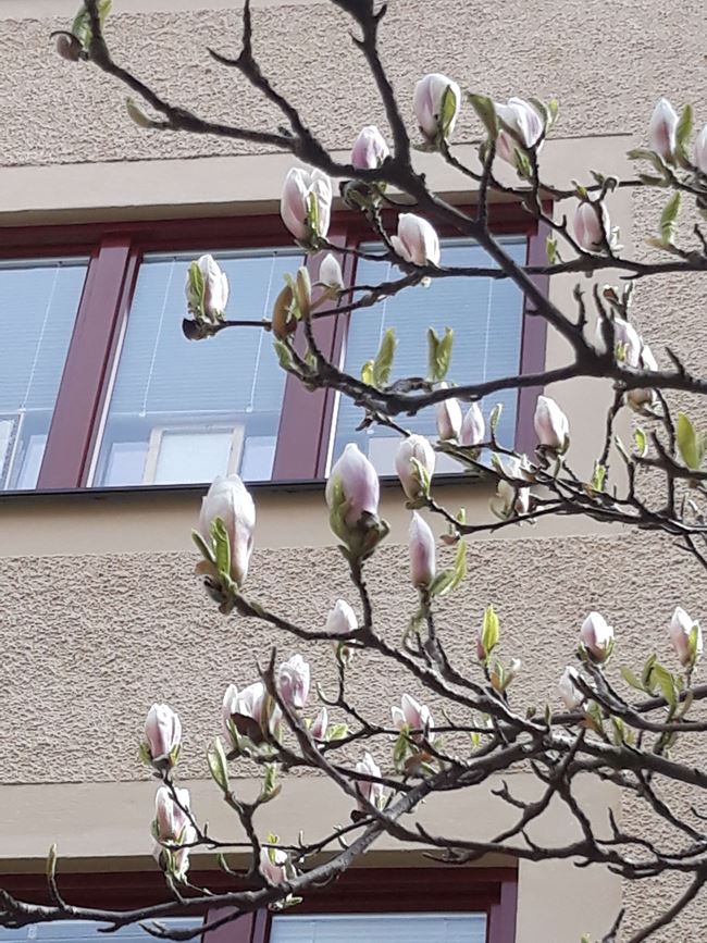 Bild av magnoliablommor upp mot en fasad