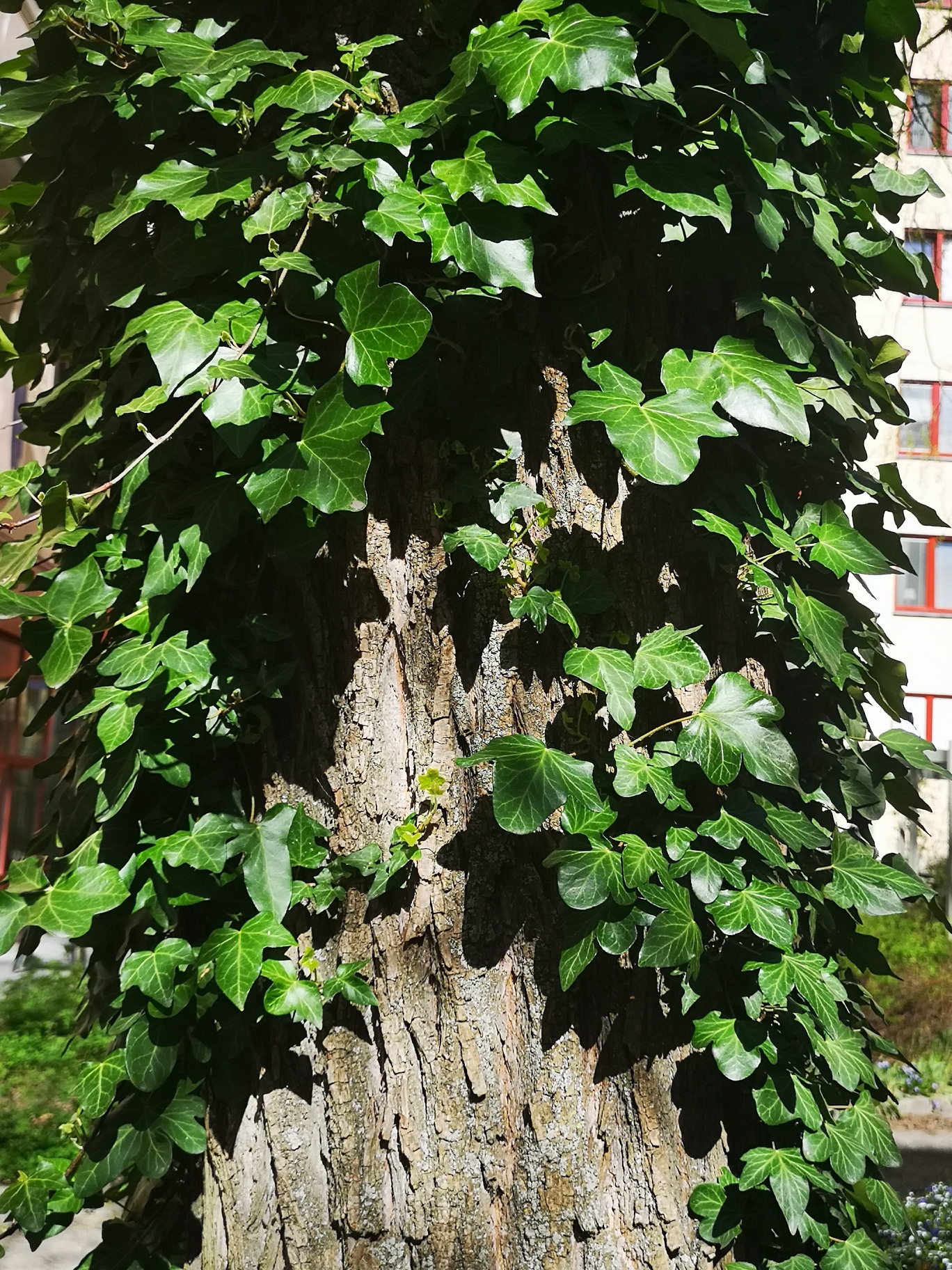 Grönskande träd på Riddargårdens innergård